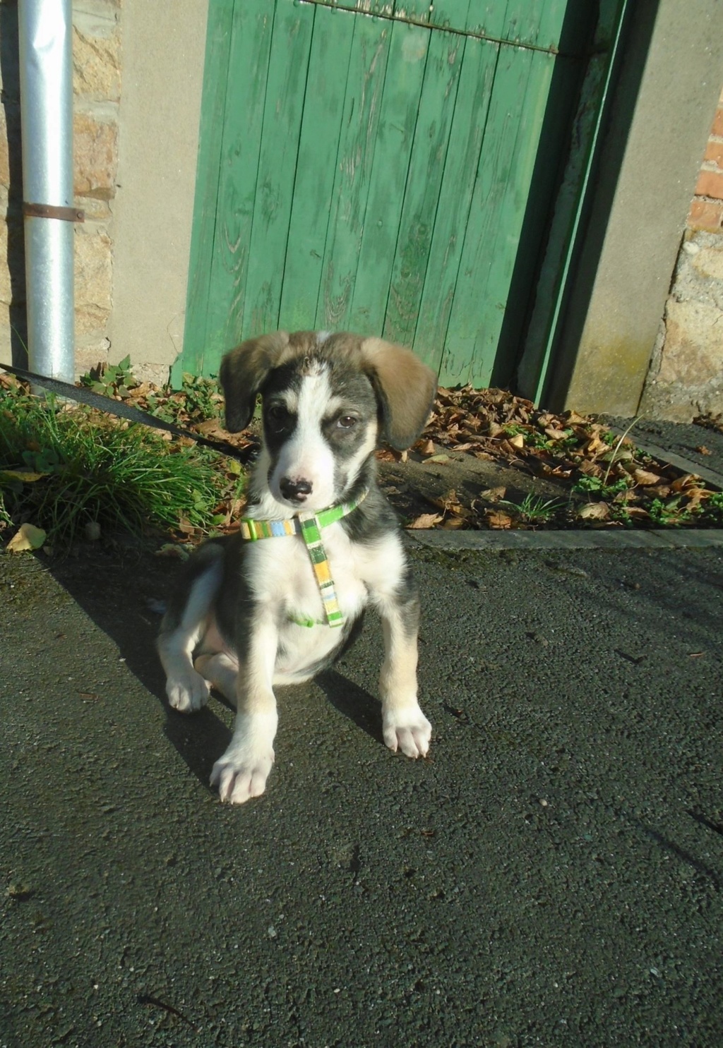 Genna (ex Starsky) -mâle- refuge d'Arad - Réservé adoption (67) Hutch_23