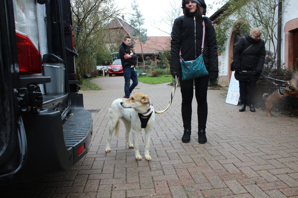 Decibel - femelle - refuge de Târgu Frumos - réservée adoption (67) Img_7120