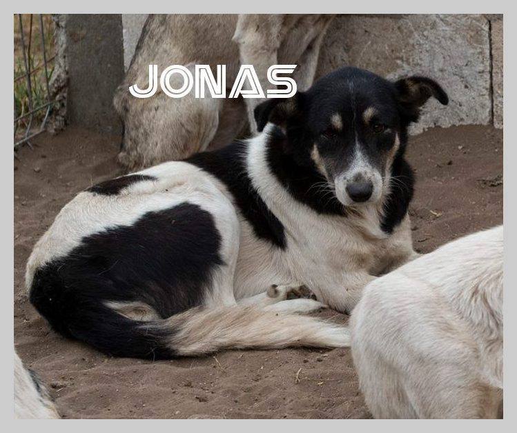 Jonas- mâle- refuge de Desa Jonas_10
