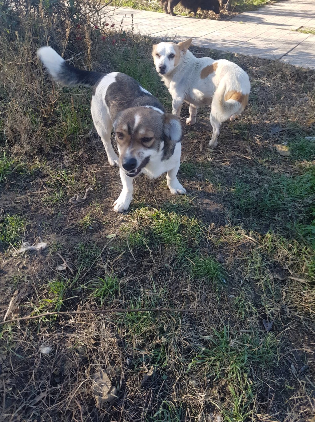 Josephine - femelle - refuge d'Arad - adoptée via Arad Joseph14