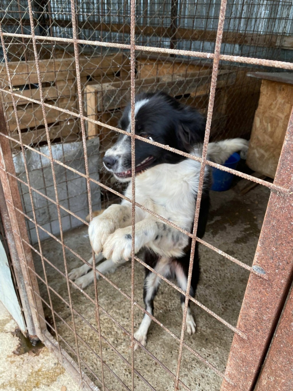 Leon - mâle - fourrière de Târgu Frumos - adopté par sa FA L1010