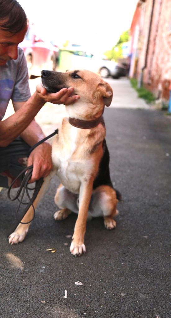 Eden (ex-Lord) -mâle- refuge d'Arad - reservé adoption (54) Lord_111