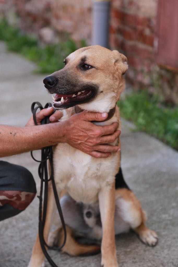 Eden (ex-Lord) -mâle- refuge d'Arad - reservé adoption (54) Lord_710