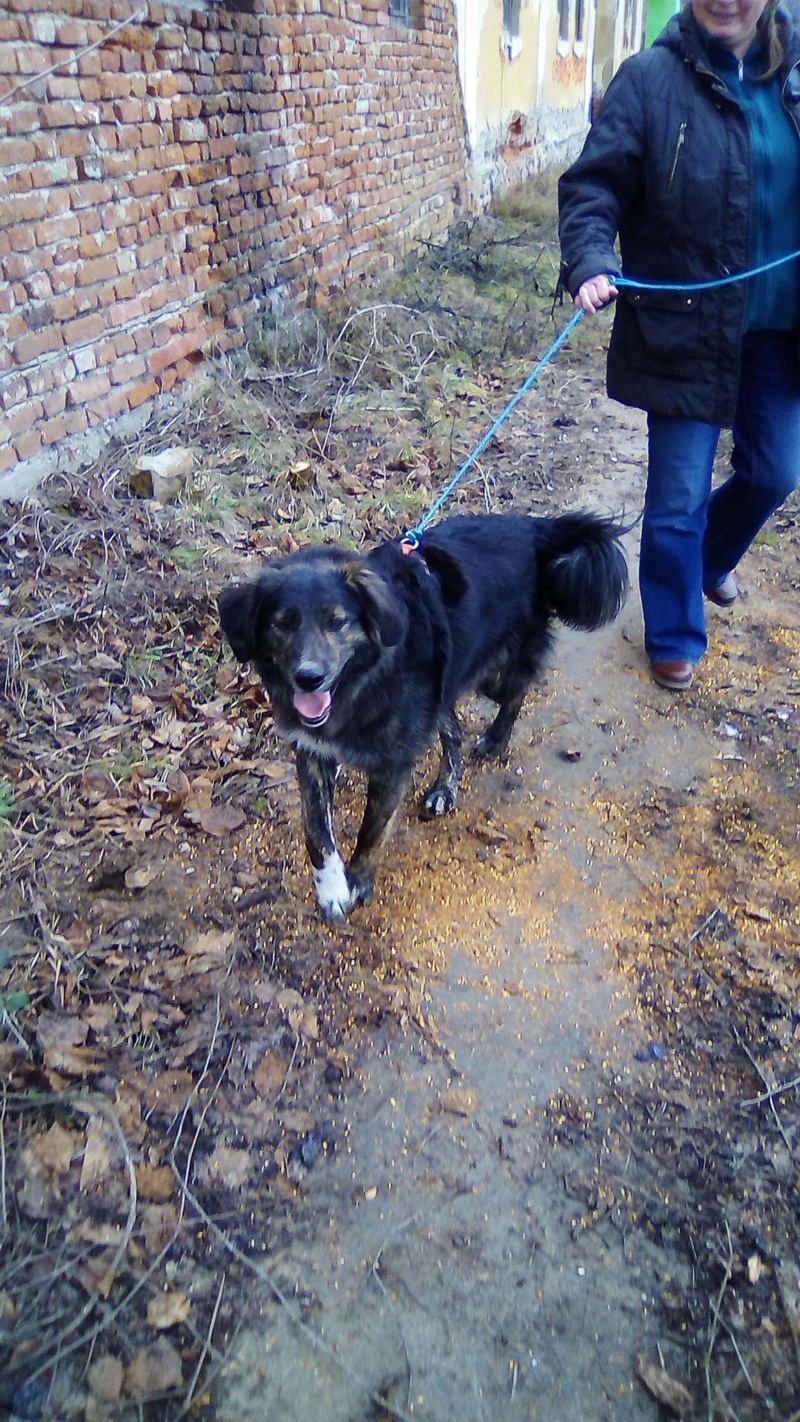 Maya (ex Mae West) - femelle- refuge d'Arad-réservée adoption 67 Mae_we23