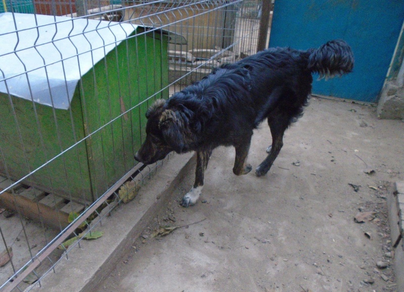 Maya (ex Mae West) - femelle- refuge d'Arad-réservée adoption 67 Mae_we27