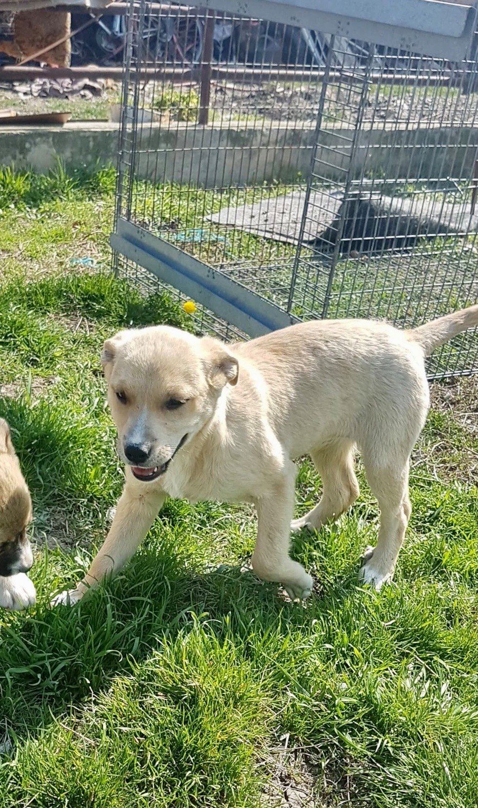 Heaven - ex-Marylou- femelle- refuge d'Arad - réservée adoption (57) Marylo19