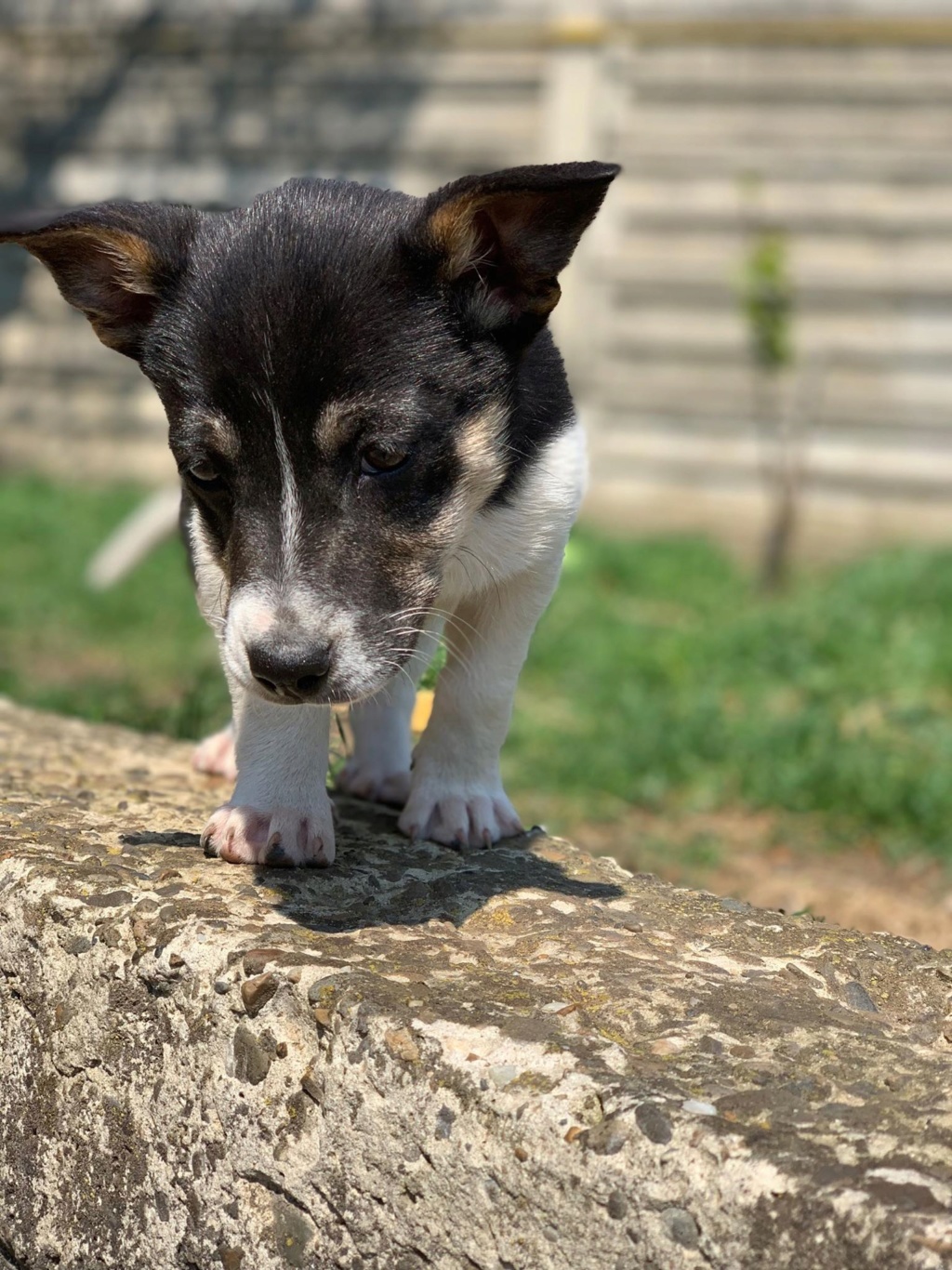 Inca- femelle- en FA chez Andreea - Târgu Frumos - adoptée via Andreea Milia_67