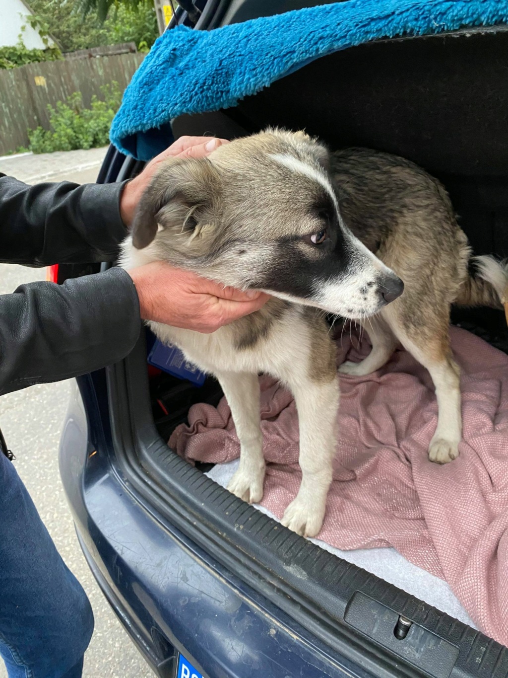 Gaia (ex-Misha) - femelle - fourrière de Târgu Frumos - Réservée adoption (67) Misha_11