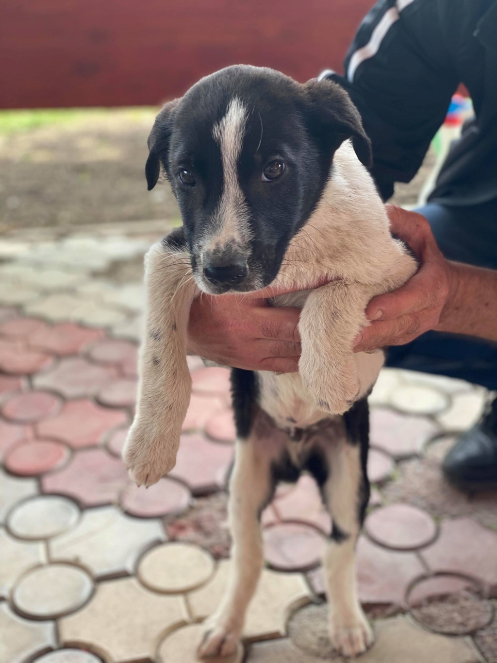 Marley (ex Ophelio) - mâle - fourrière de Târgu Frumos - réservé adoption (67) O_et_f20