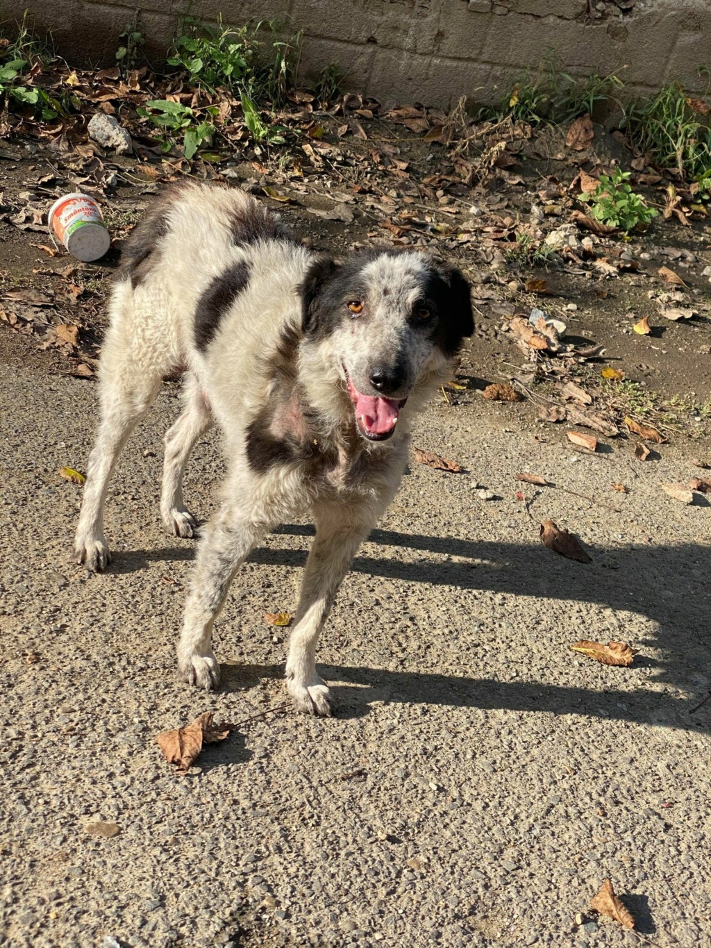 Odessa - femelle - fourrière de Târgu Frumos - adoptée via Andreea Odessa19