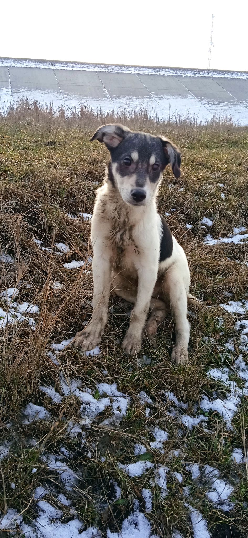 Olaf - mâle - fourrière de Târgu Frumos - réservé adoption (68) Olaf1310