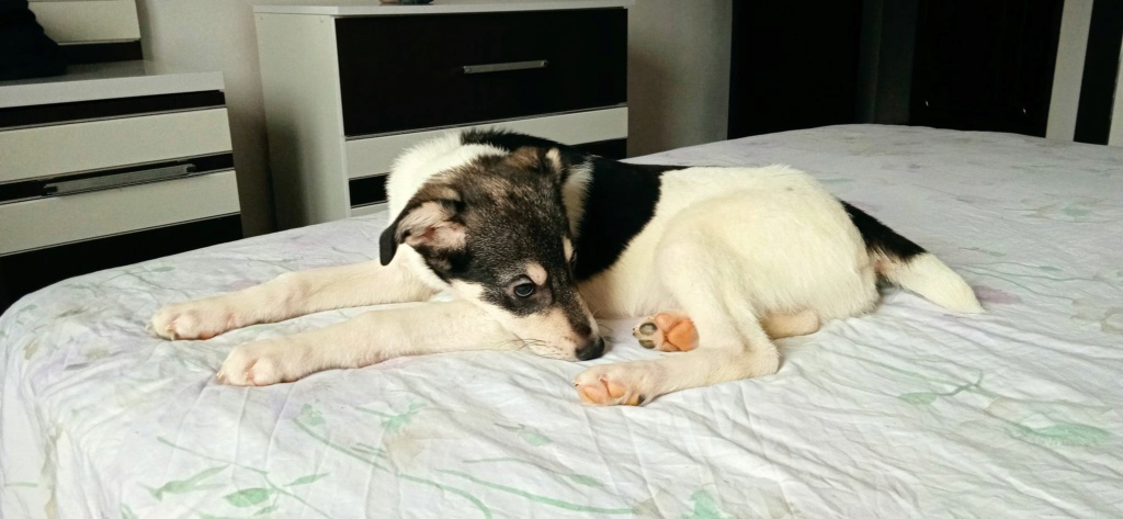 Olaf - mâle - fourrière de Târgu Frumos - réservé adoption (68) Olaf2710