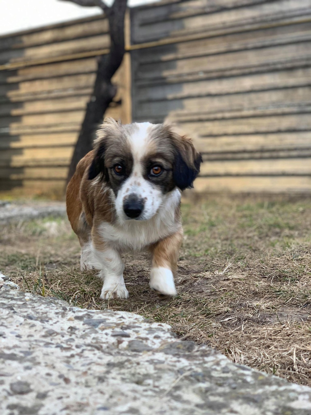 Paola- femelle- fourrière de Targu Frûmos - adoptée via Andreea Paola_42