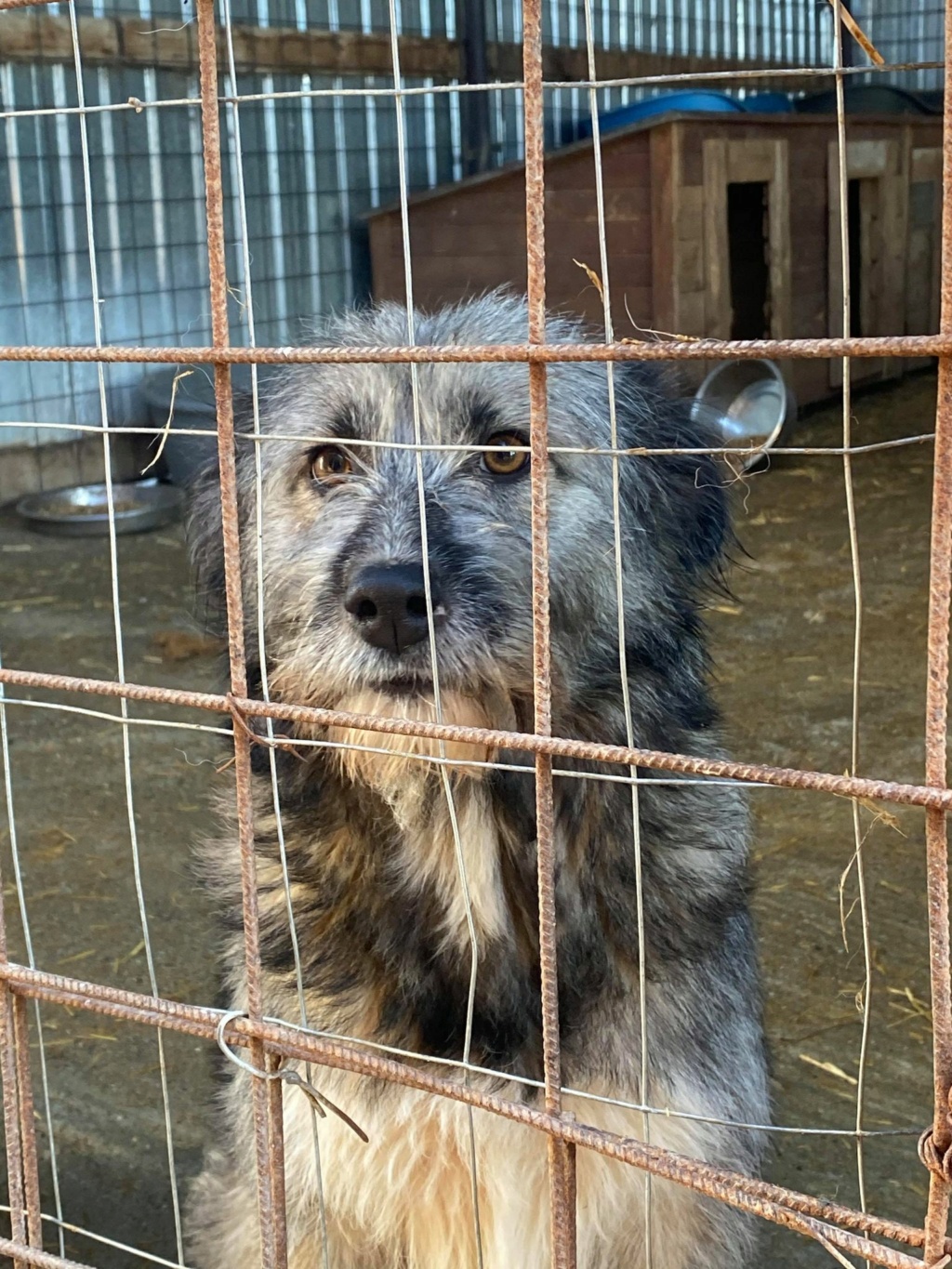 Sierra - femelle - fourrière de Târgu Frumos - réservée adoption (67) Sierra14