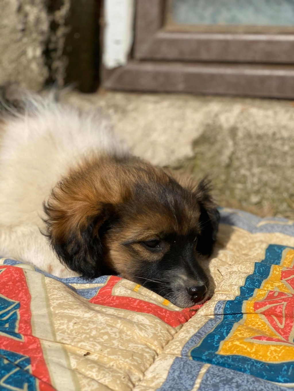 Merlin (ex Snoopy) - mâle- fourrière de Târgu Frumos - Réservé adoption (68)  Snoopy10