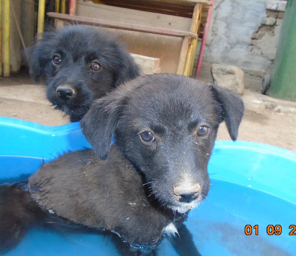 Stanley- mâle- refuge d'Arad - adopté via Arad Stanle56