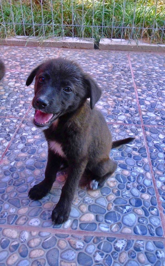 Stanley- mâle- refuge d'Arad - adopté via Arad Stanle58