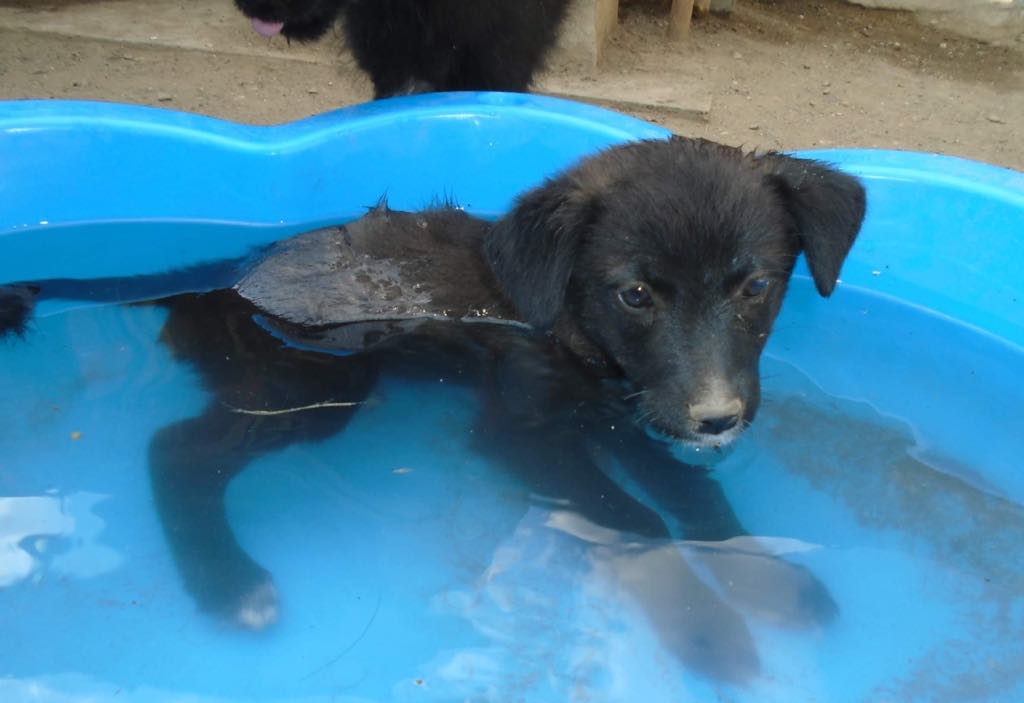 Stanley- mâle- refuge d'Arad - adopté via Arad Stanle62