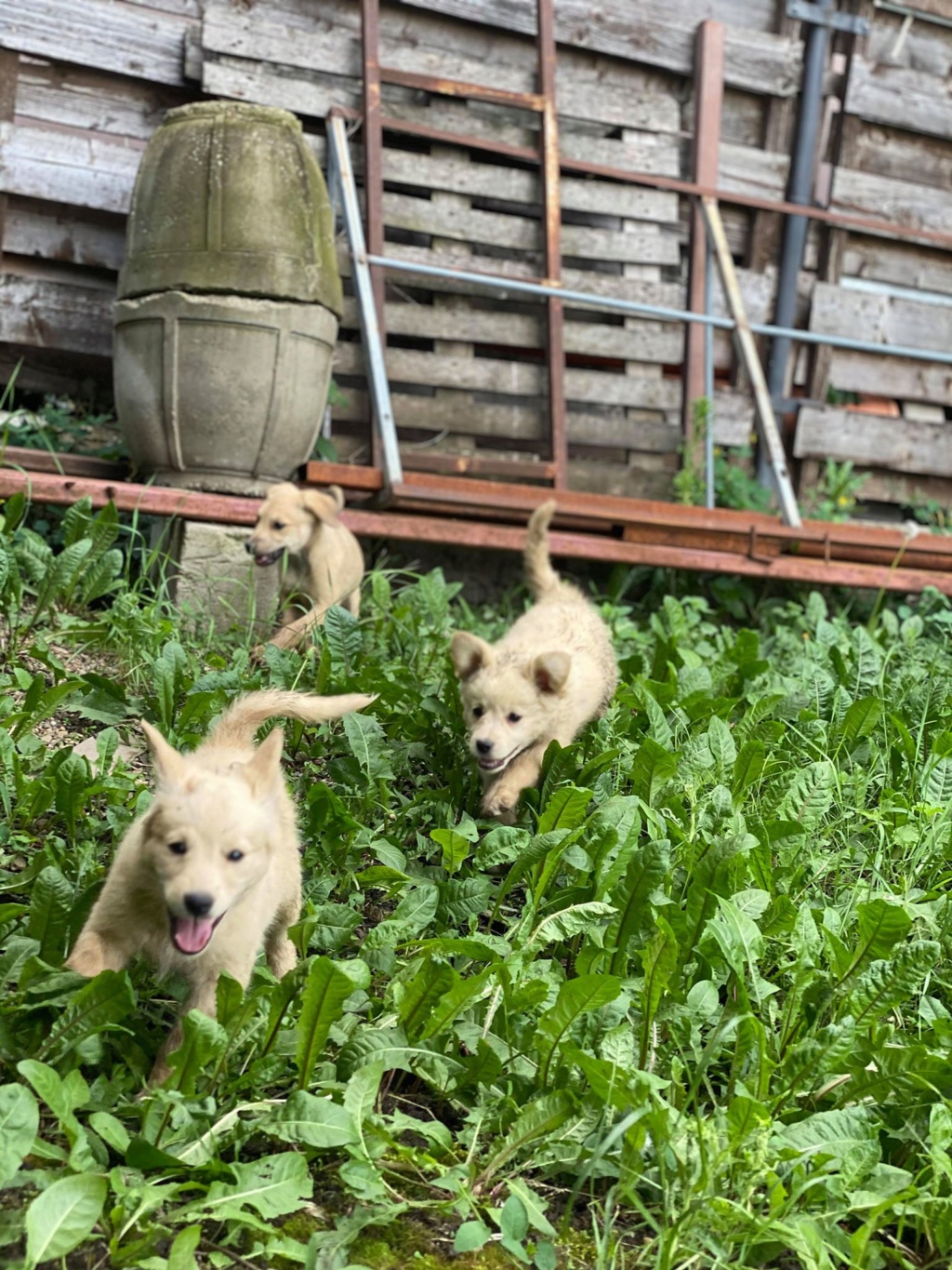 Coconut- femelle- fourrière de Târgu Frumos - reservée adoption (13) T_et_c42