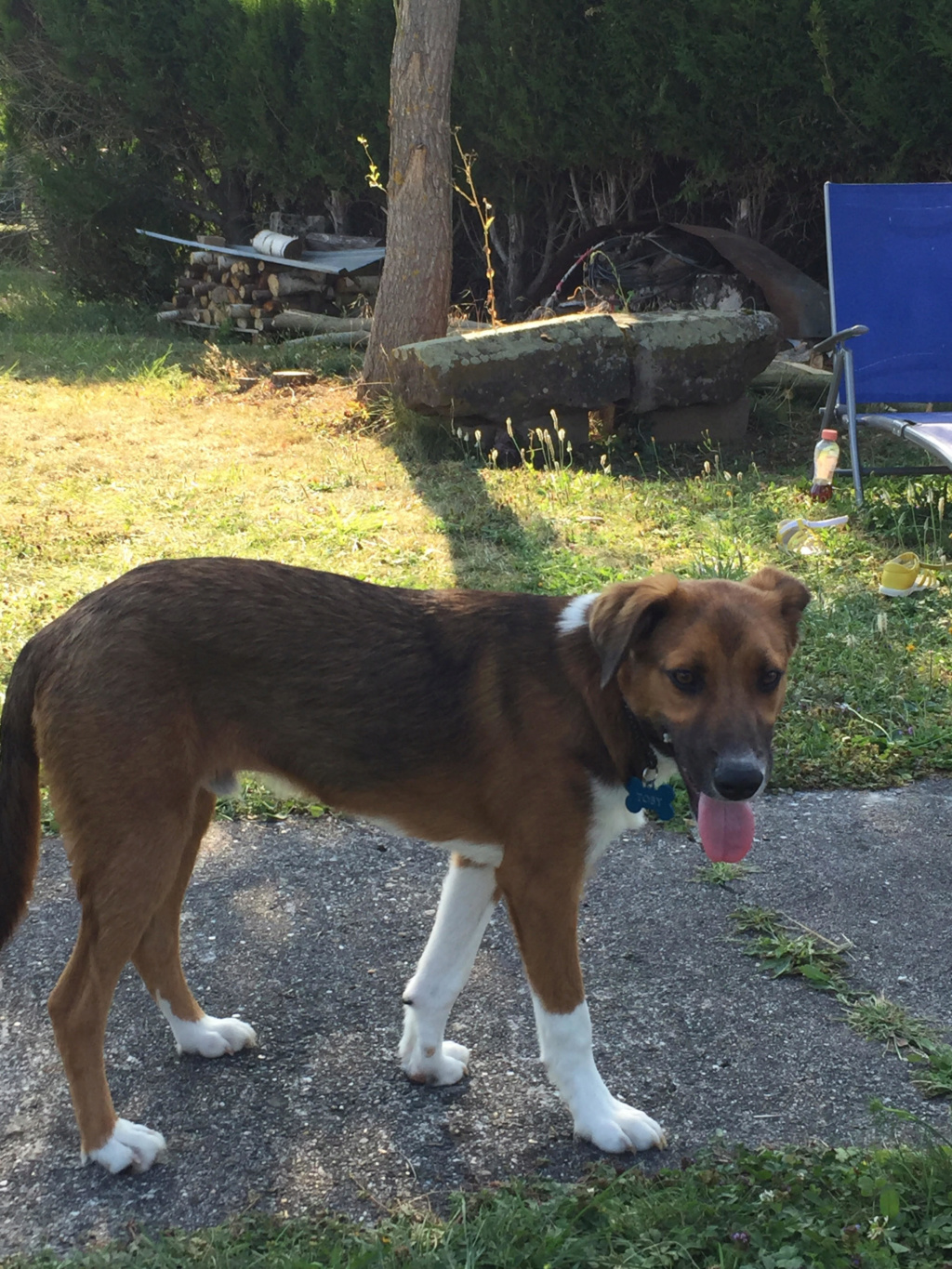 Toby - Mâle - Refuge de Targu Frûmos - En recherche de famille d’accueil - SPA Haguenau Unname80