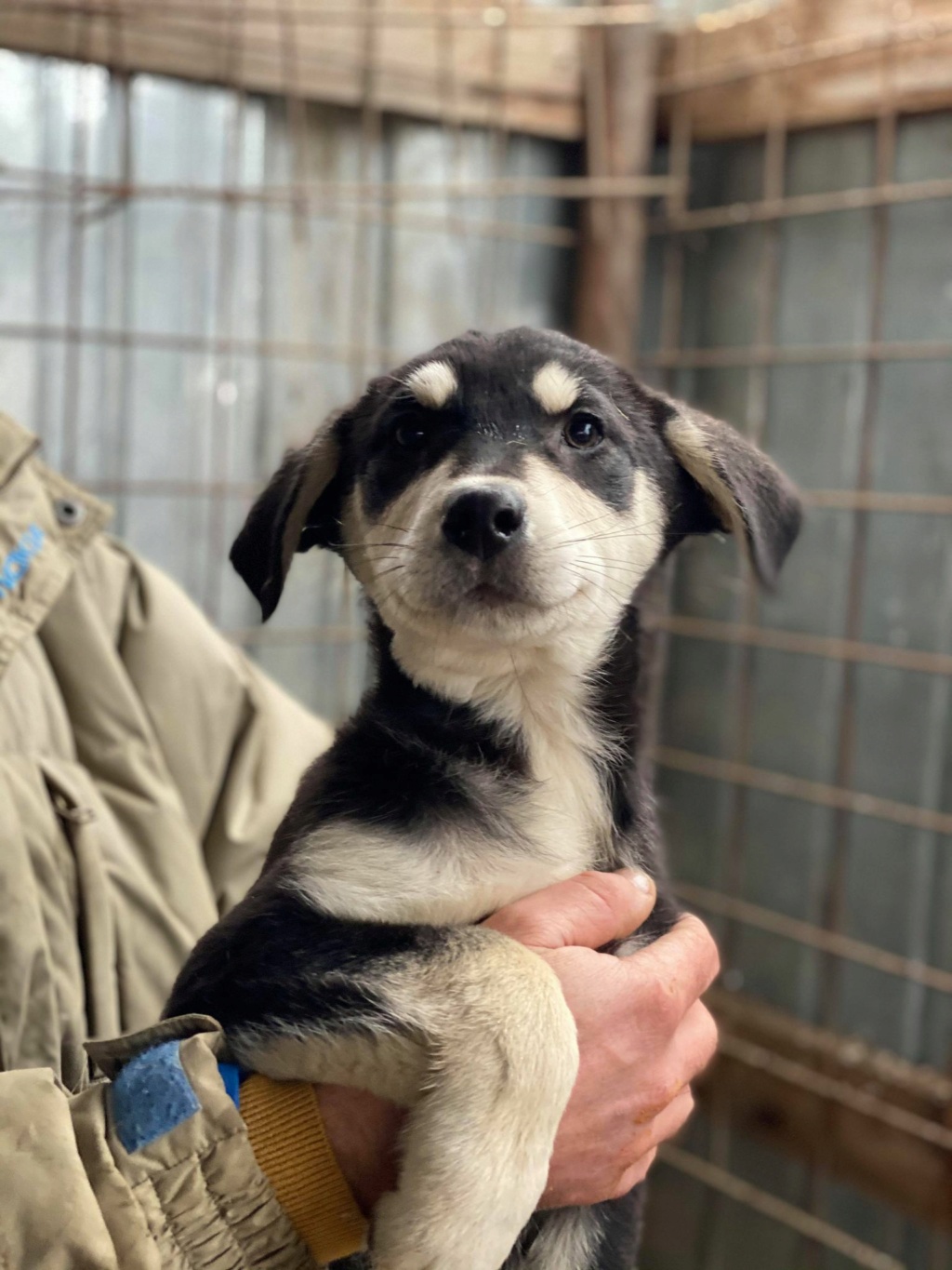 Romy (ex-Venice) - femelle - fourrière de Târgu Frumos - réservée adoption (62) Venice10