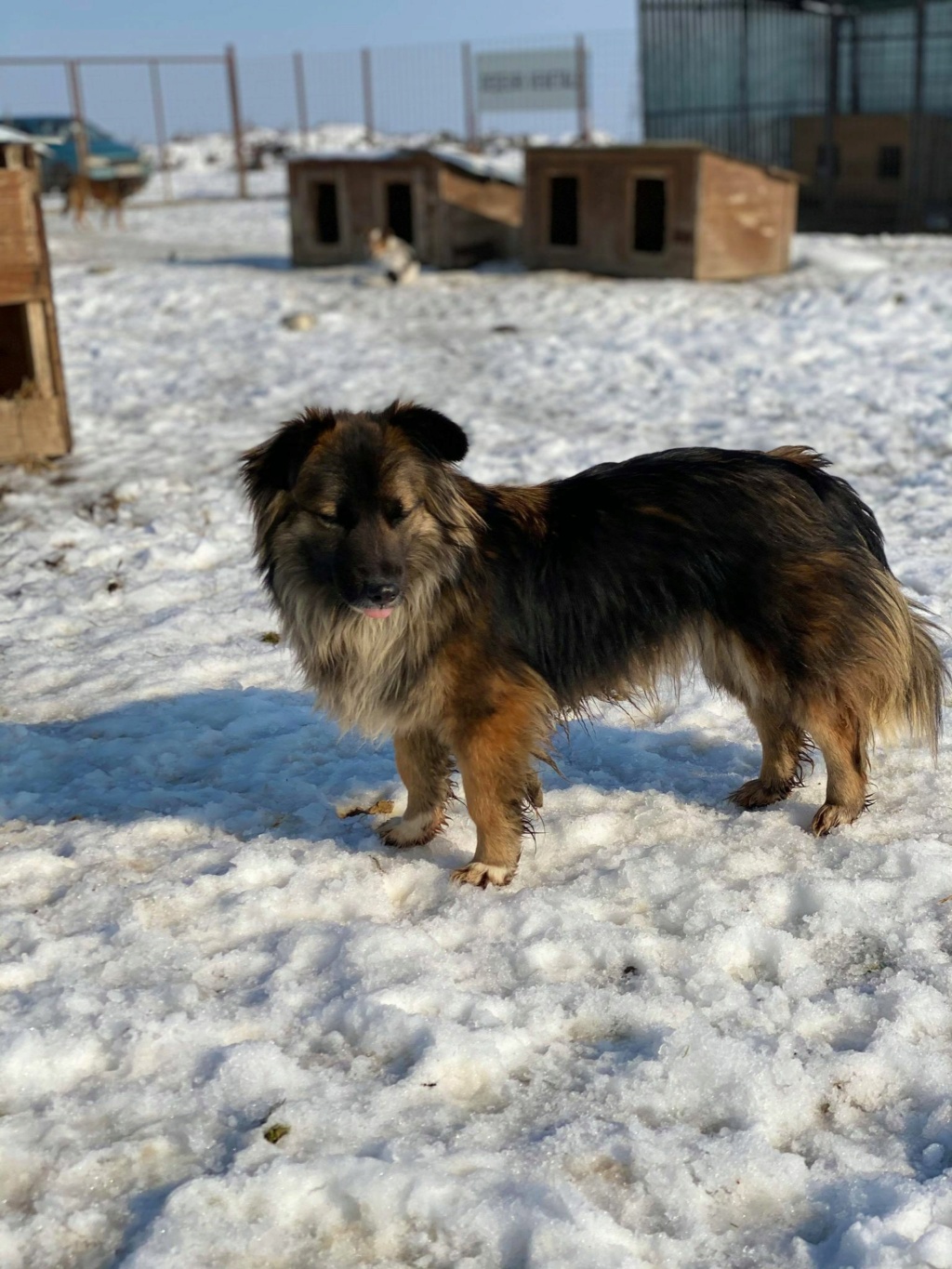 Volga - femelle - fourrière de Târgu Frumos - Adoptée par sa FA dans le 94 Volga510