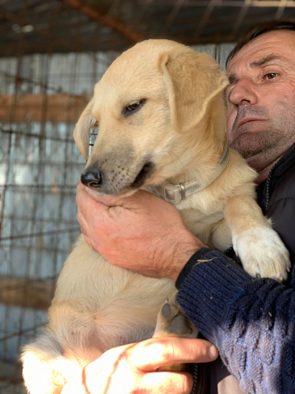 Yodalie- femelle- chez un bénévole près de Târgu Frumos - adoptée via Andreea Yodali16