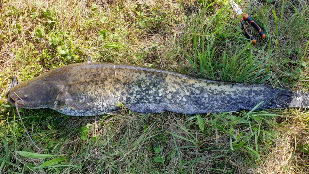 pêche - Prises d'aout 2019 20190815