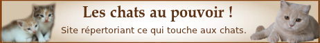 Les chats au pouvoir !