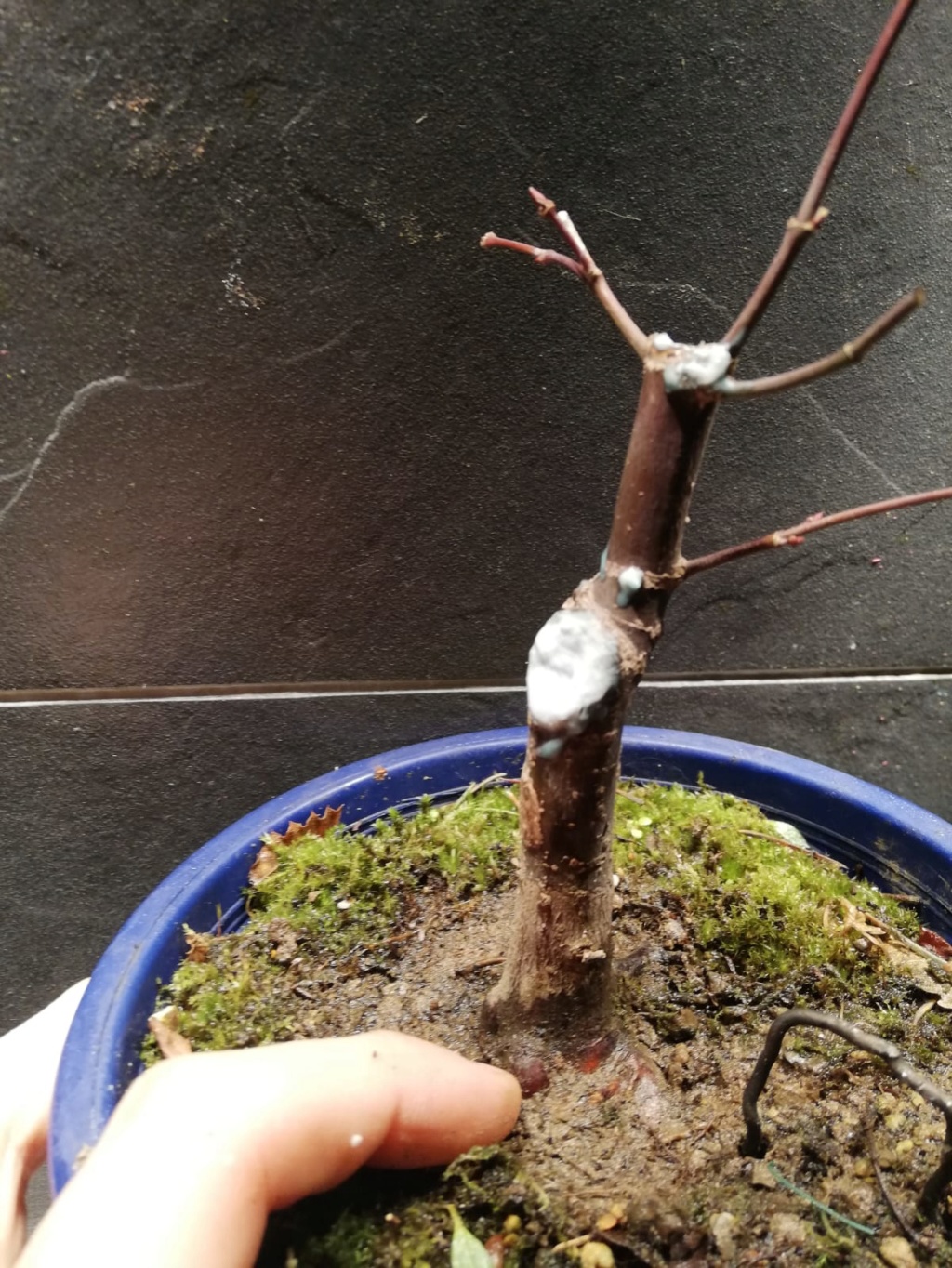 Arce - Prebonsai Arce deshojo  071acb10