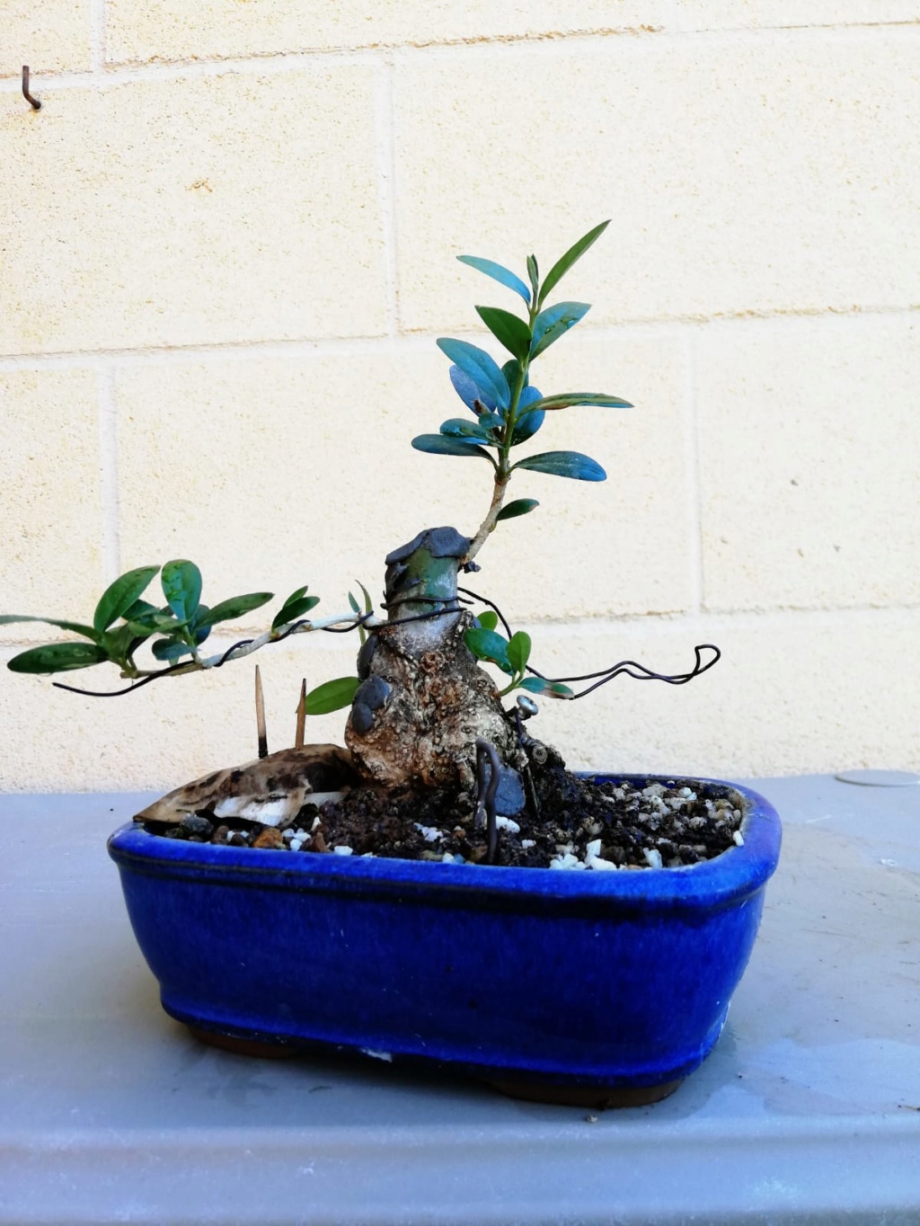 Olivo shohin yamadori Whatsa43