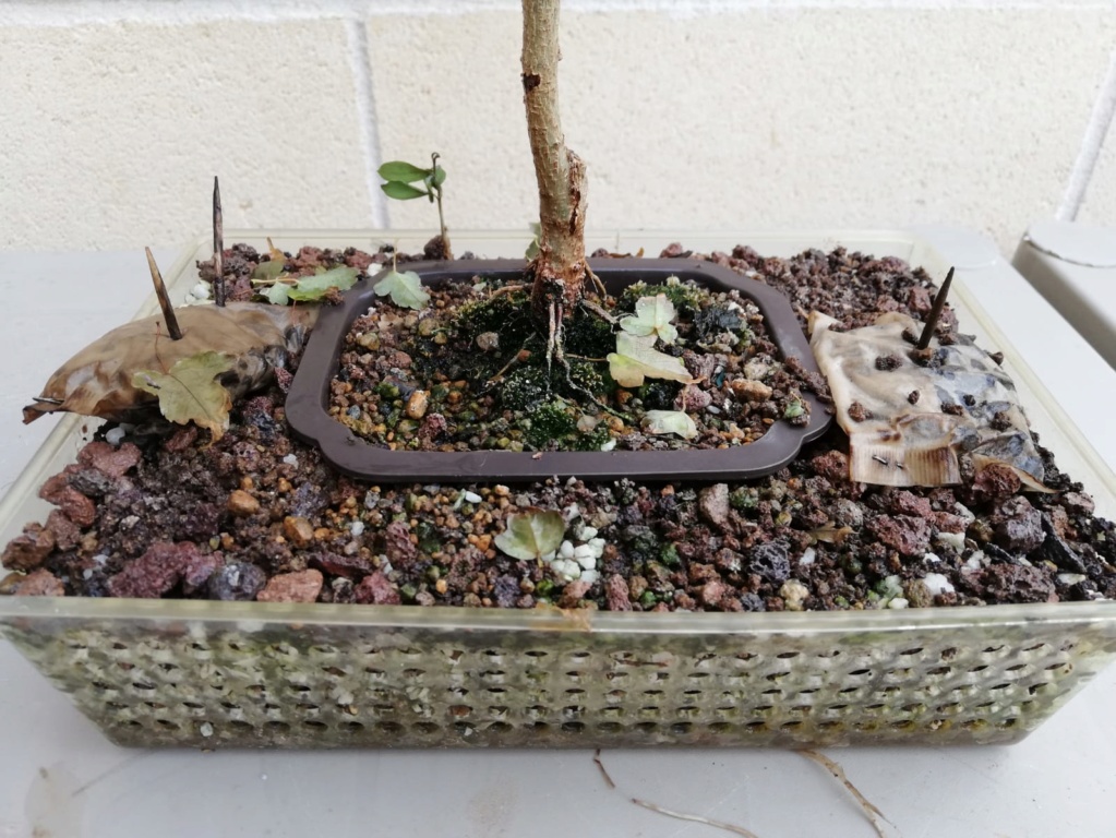 burgueriano - Burgueriano Bonsai Levante Whatsa90