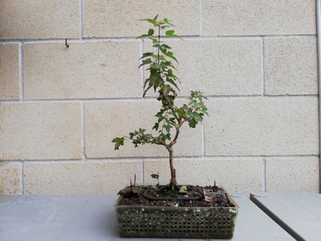 burgueriano - Burgueriano Bonsai Levante Whatsa94