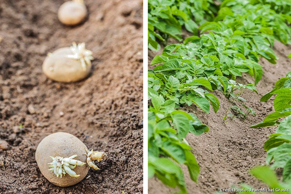 Quatre façons de planter des pommes de terre 0000_037