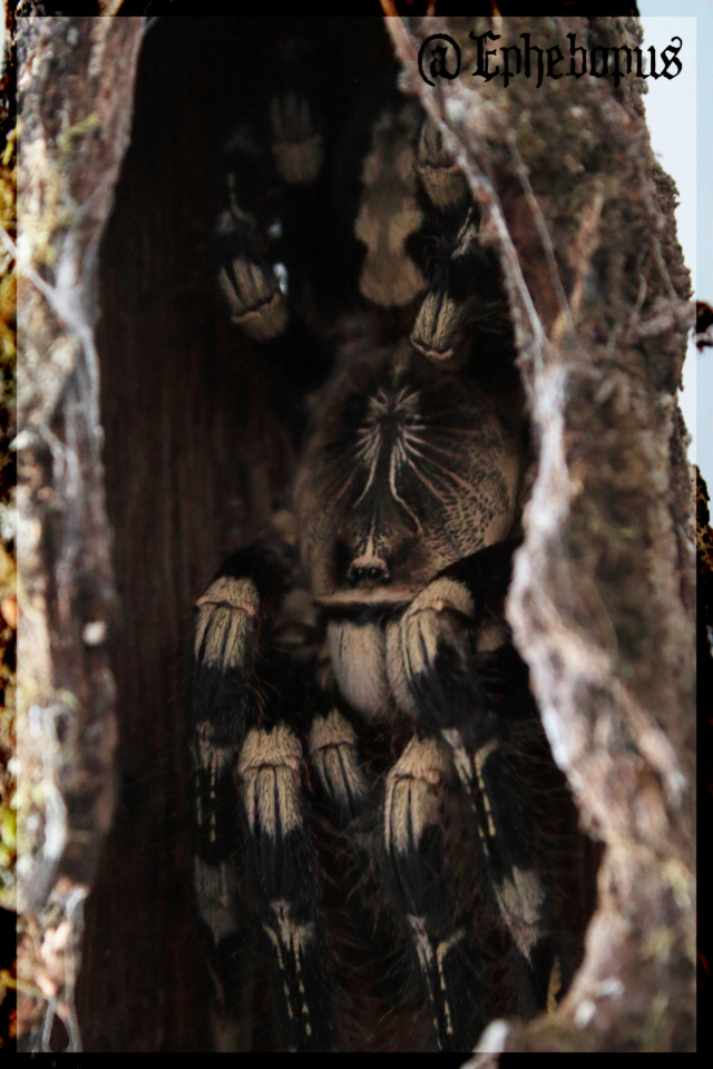 Poecilotheria subfusca _mg_5912