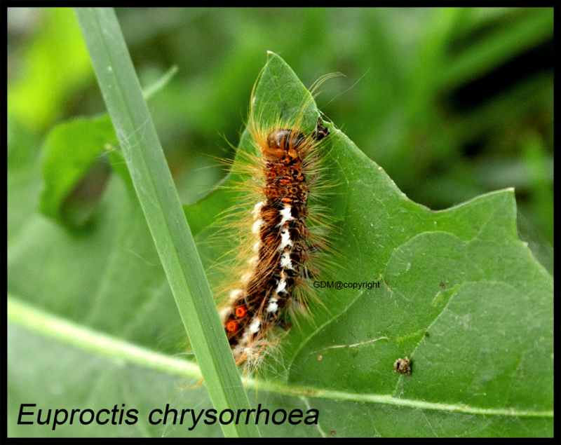 Euproctis chrysorrhoea - Bombyx cul brun (Papillon & chenille) Euproc12
