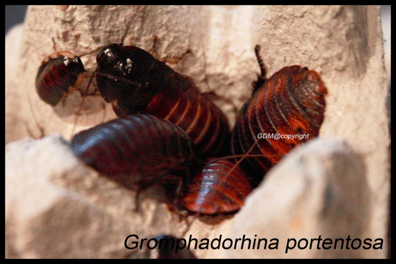 Gromphadorhina portentosa - Blatte souffleuse de Madagascar Gromph10