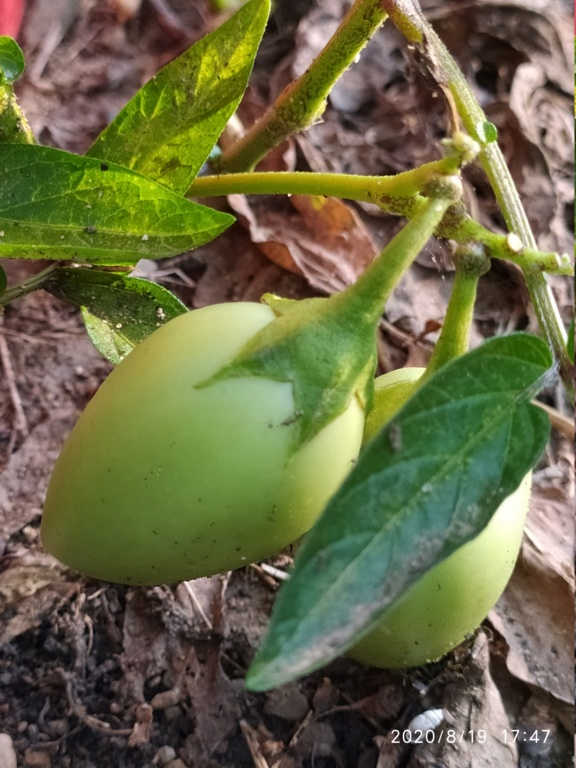Solanum muricatum - pepino - Stránka 2 Img_2013