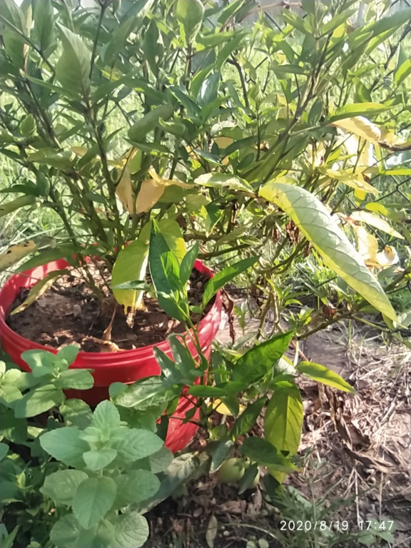 Solanum muricatum - pepino - Stránka 2 Img_2014