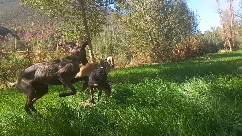 Je vous presente Xena et Zouine, mes deux jeunes Sloughis - Page 8 20211125