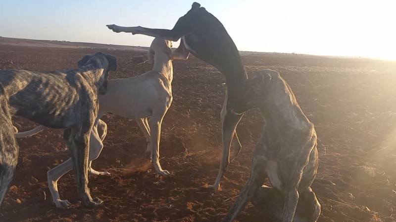 Je vous presente Xena et Zouine, mes deux jeunes Sloughis - Page 8 20211154