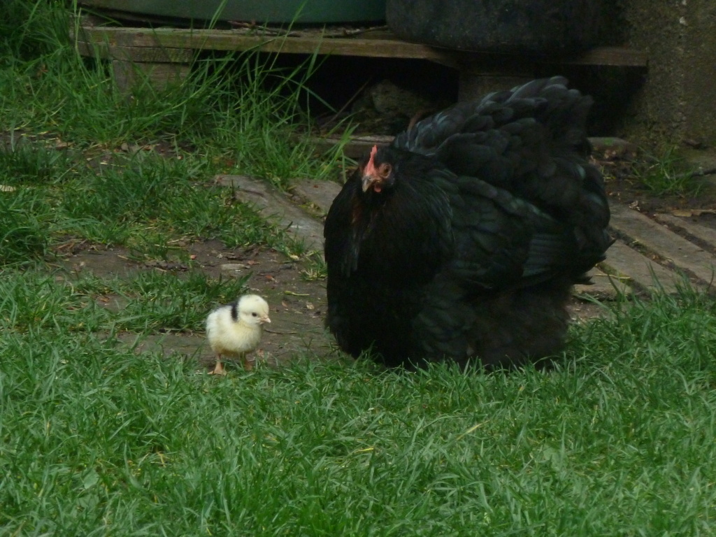 mes poussins P1040911