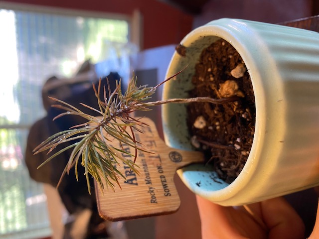 1.5 year old Pinus Aristata, Too dry? Or on track? Img_4112