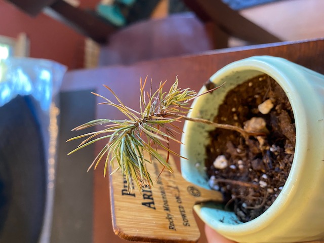 4 month old Jacaranda Mimosifolia, any differing care than Pinus Aristata? Img_4118