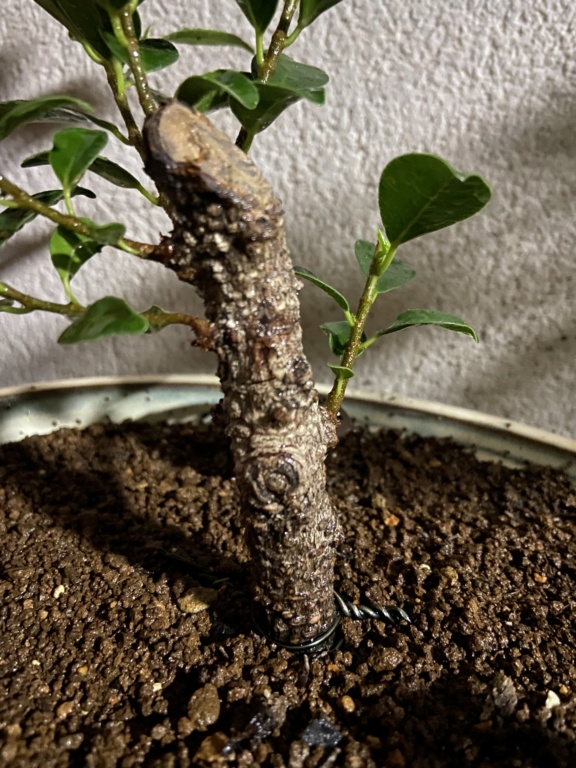 Ficus post filomena B32d9f10