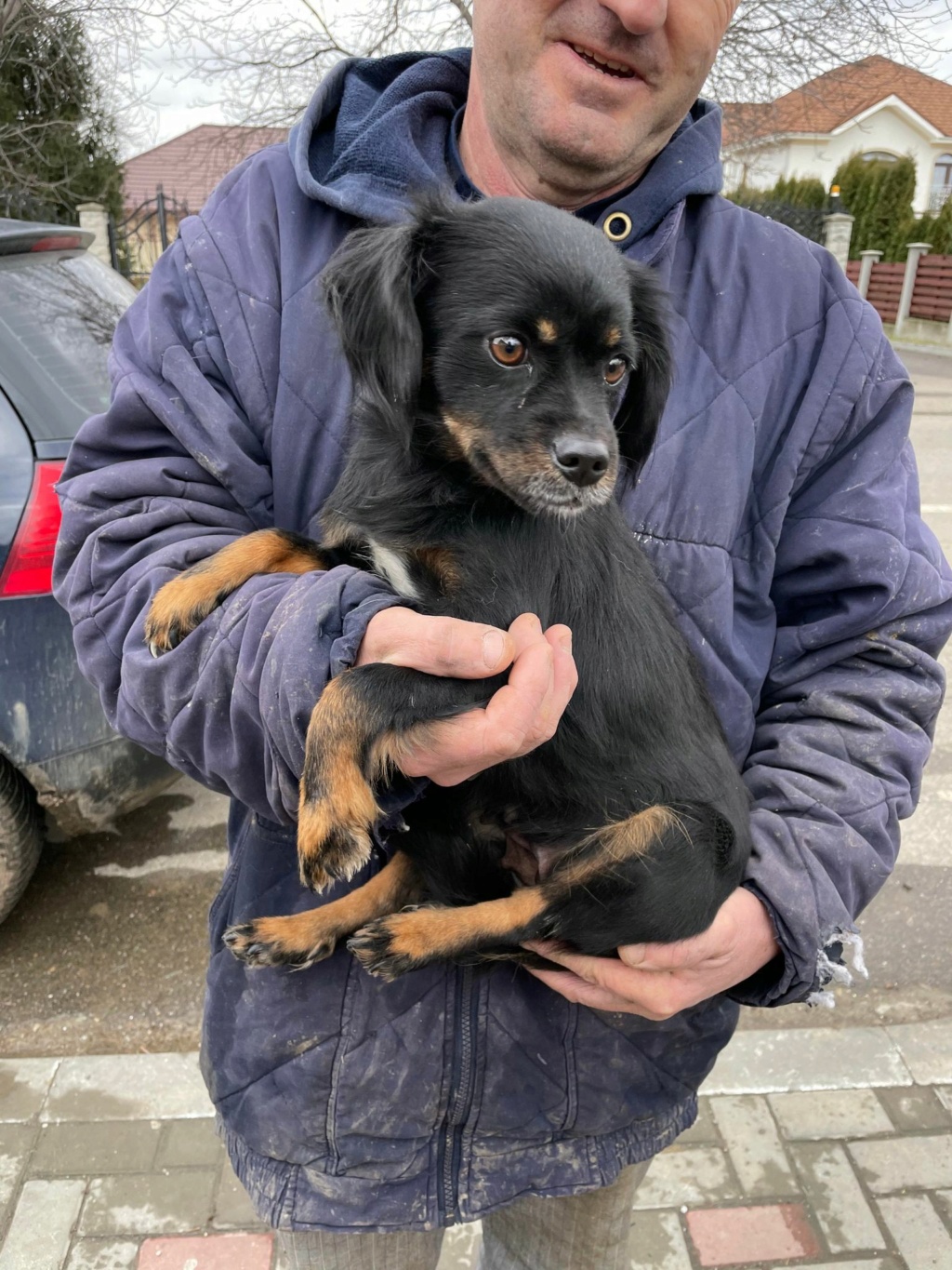 Arya (ex Aria) - Femelle - Fourrière de Târgu Frumos - réservée adoption 13 26713511