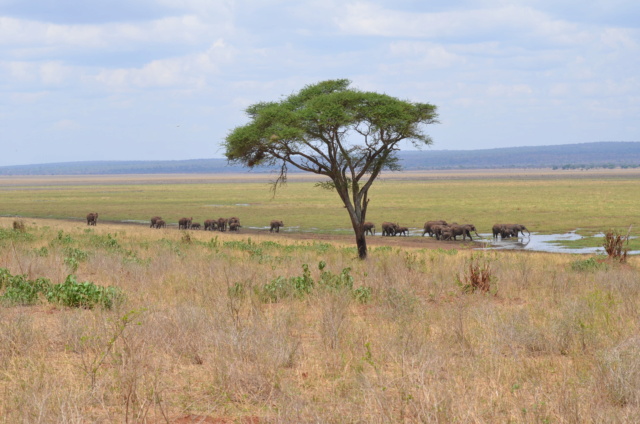 carnet de voyage : safari en Tanzanie  0113