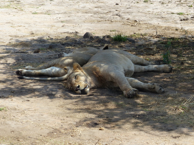 carnet de voyage : safari en Tanzanie  09a12