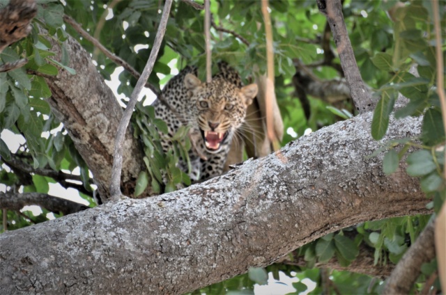 carnet de voyage : safari en Tanzanie  1317