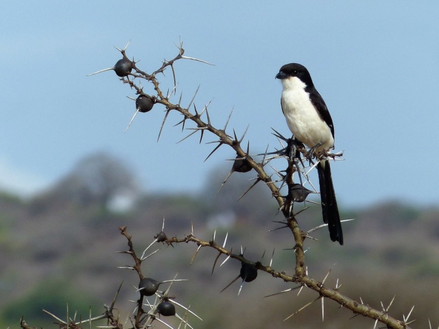 carnet de voyage : safari en Tanzanie  2314